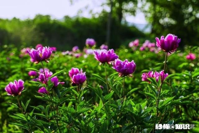 芍药花什么时候拍大场景,在哪里拍摄好