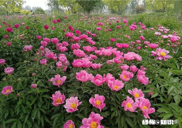 芍药花什么时候拍大场景,在哪里拍摄好