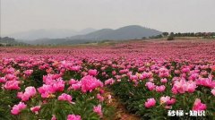 芍药花什么时候拍大场景，在哪里拍摄好