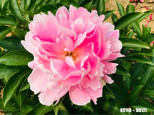 芍药花什么时候拍大场景,在哪里拍摄好