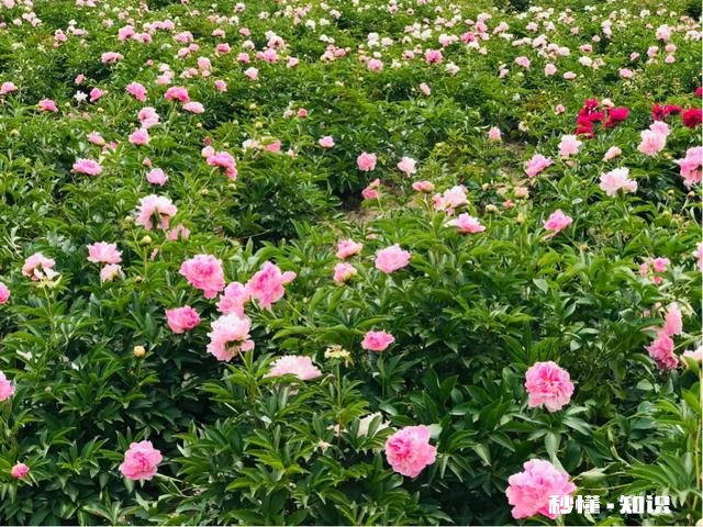 芍药花什么时候拍大场景,在哪里拍摄好