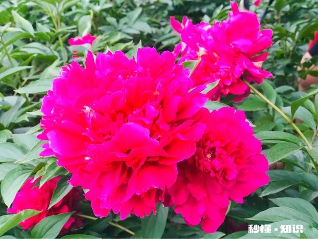 芍药花什么时候拍大场景,在哪里拍摄好