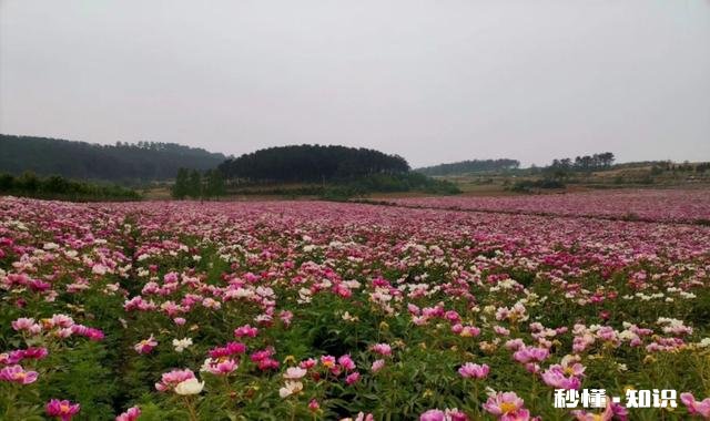 芍药花什么时候拍大场景,在哪里拍摄好