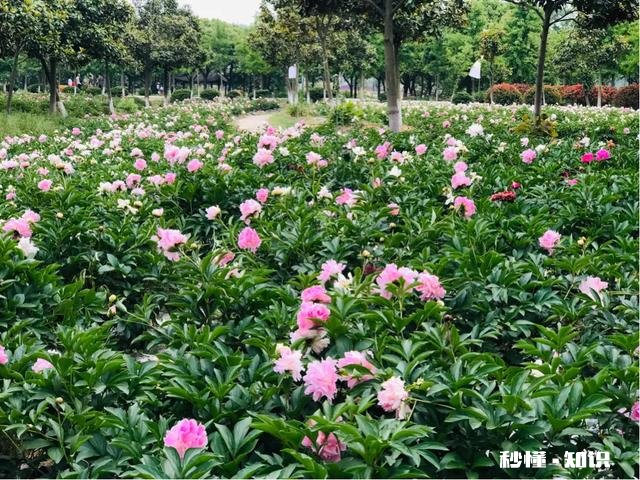 芍药花什么时候拍大场景,在哪里拍摄好