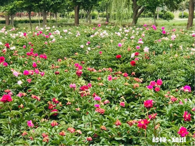 芍药花什么时候拍大场景,在哪里拍摄好