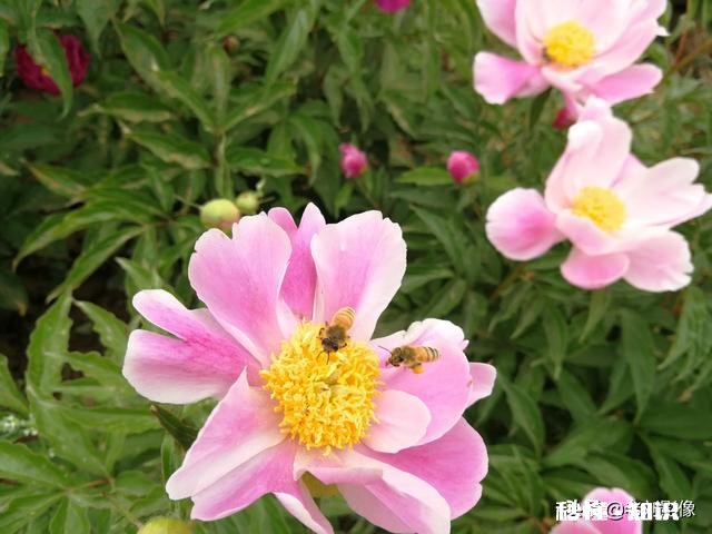 芍药花什么时候拍大场景,在哪里拍摄好