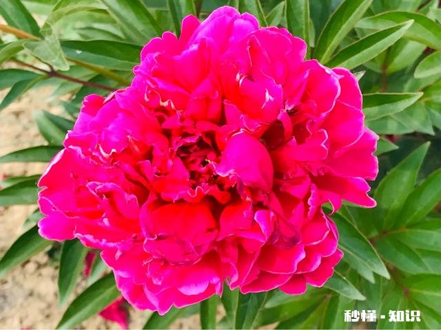 芍药花什么时候拍大场景,在哪里拍摄好