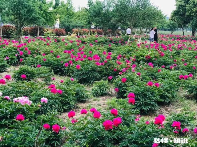 芍药花什么时候拍大场景,在哪里拍摄好