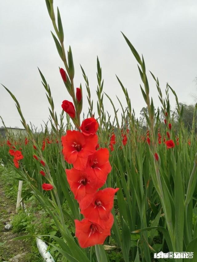 倒立的好处和坏处分别都有哪些