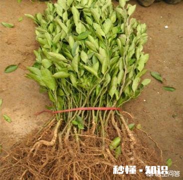 桔子苗多大可以移栽