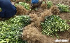 桔子苗多大可以移栽