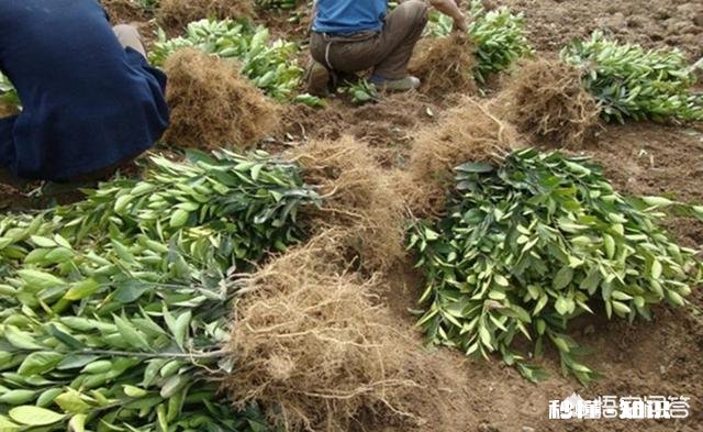 桔子苗多大可以移栽