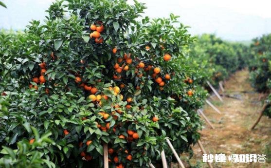 桔子苗多大可以移栽