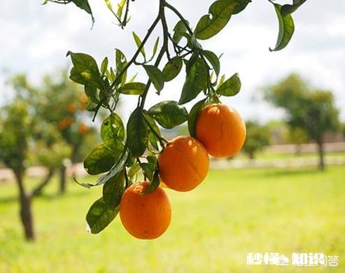 桔子苗多大可以移栽