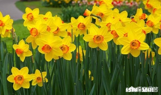 水仙为什么没长多少叶子就出花芽了