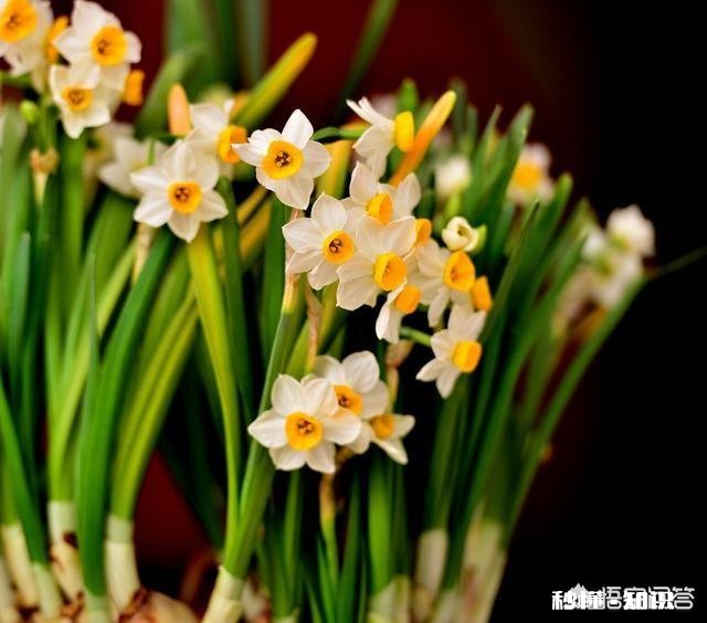 水仙为什么没长多少叶子就出花芽了