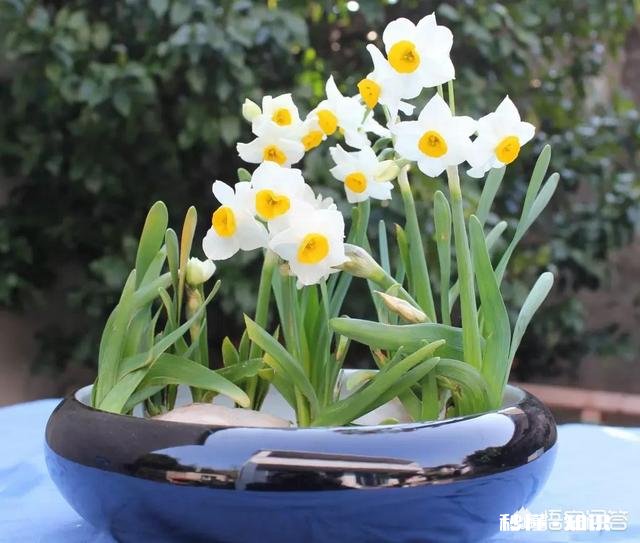 水仙为什么没长多少叶子就出花芽了
