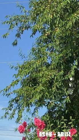 小学生需要给他买学生平板吗