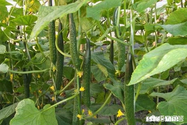 几月份可以用小棚育黄瓜秧