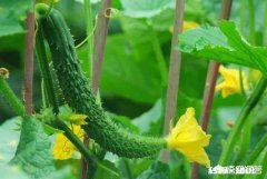 几月份可以用小棚育黄瓜秧
