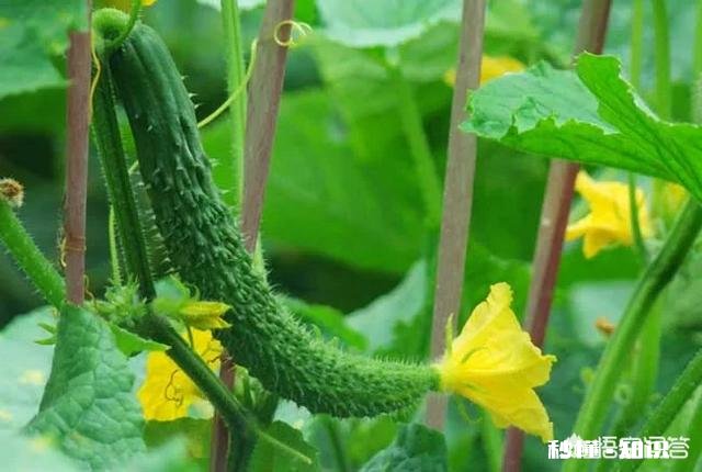 几月份可以用小棚育黄瓜秧