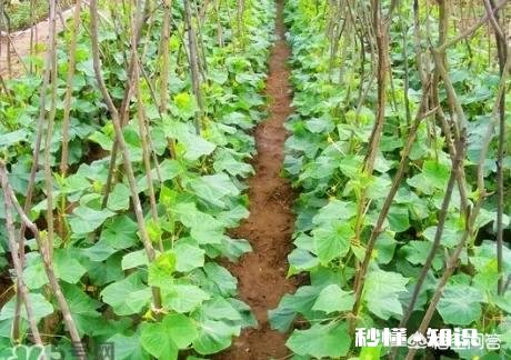 几月份可以用小棚育黄瓜秧