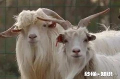 在山区里养羊什么品种好，养多少才有利润