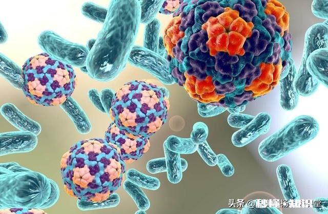 细菌性肺炎和病毒性肺炎怎么判断