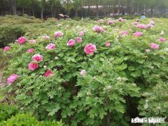 牡丹花还没有全开就掉，怎么办