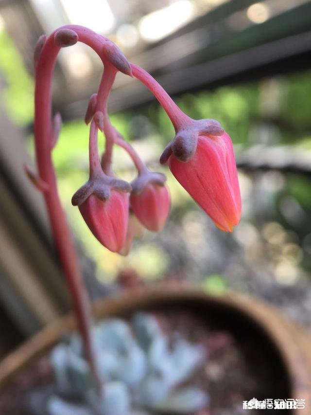 马库斯多肉长花剑怎么办