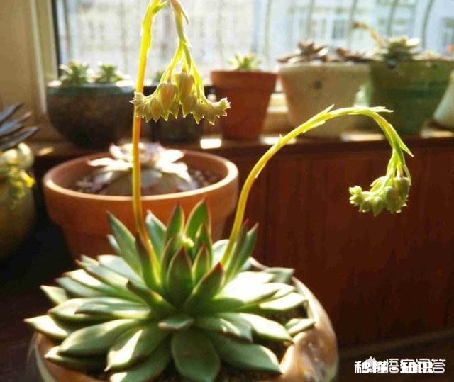 马库斯多肉长花剑怎么办