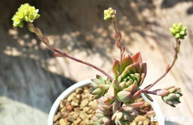 马库斯多肉长花剑怎么办