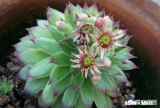 马库斯多肉长花剑怎么办