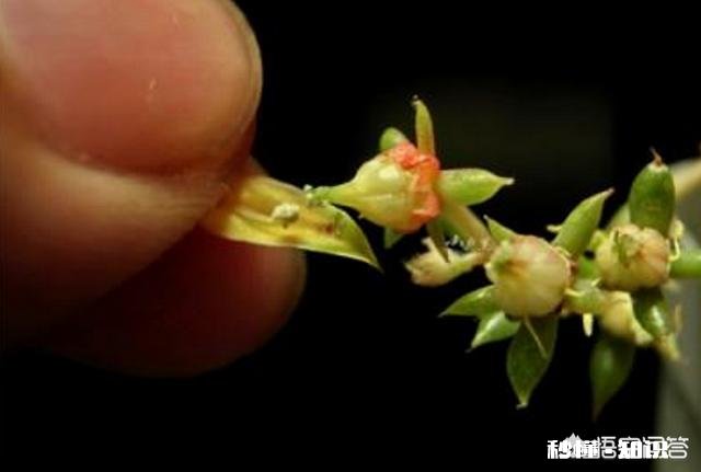 马库斯多肉长花剑怎么办