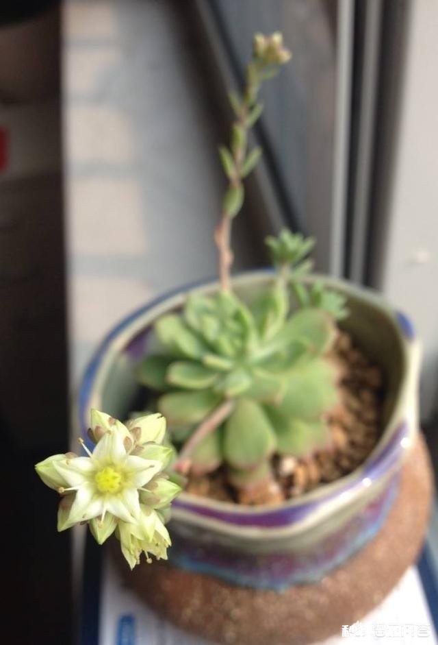 马库斯多肉长花剑怎么办