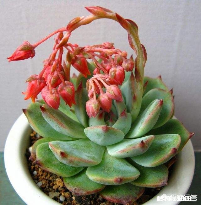 马库斯多肉长花剑怎么办