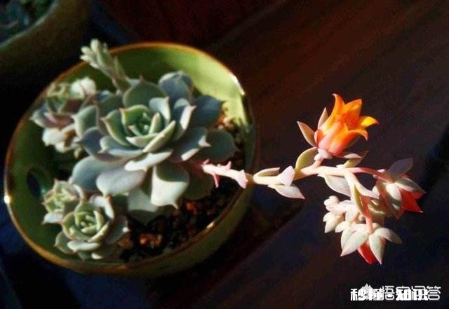 马库斯多肉长花剑怎么办