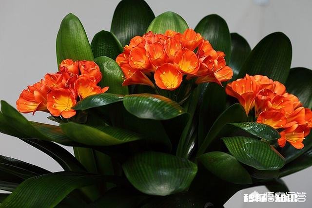 君子兰为什么受到大家喜爱