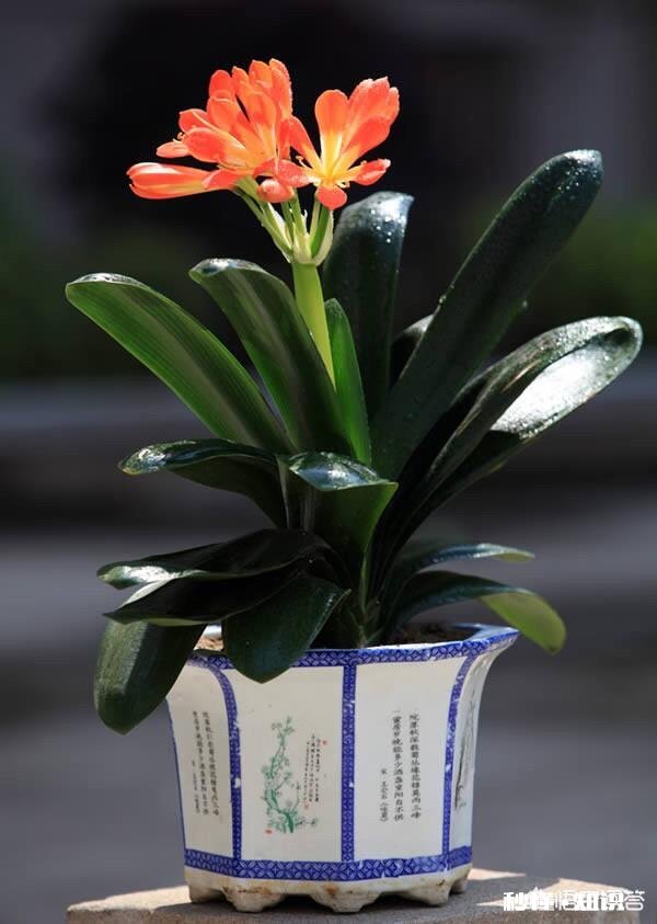 君子兰为什么受到大家喜爱