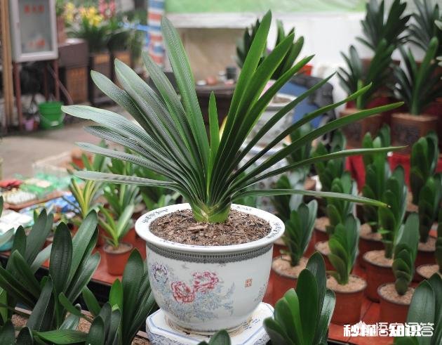 君子兰为什么受到大家喜爱