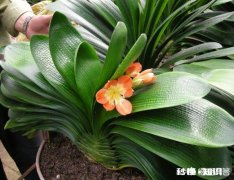 君子兰为什么受到大家喜爱