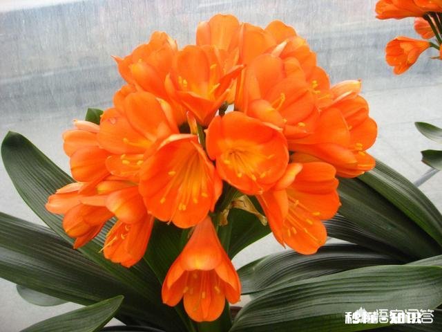 君子兰为什么受到大家喜爱