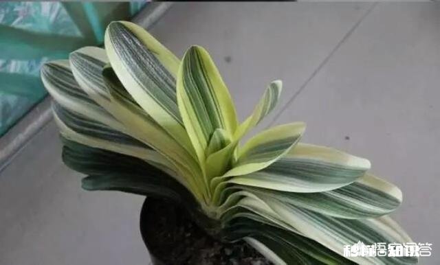 君子兰为什么受到大家喜爱