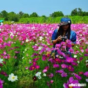 矮牵牛冬天砍头后春天会发芽吗