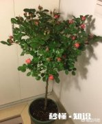 哪位大神知道，微型月季有哪些品种，比较勤花丰花的。更加适合嫁接棒棒糖树桩月季的