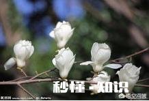 木兰花树怎样种植