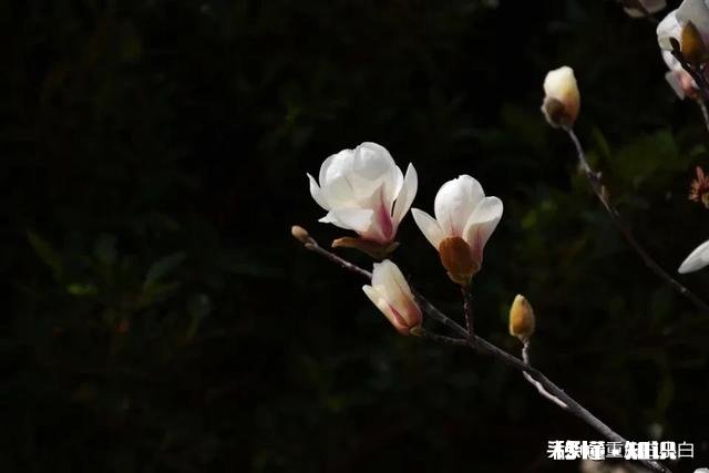 木兰花树怎样种植