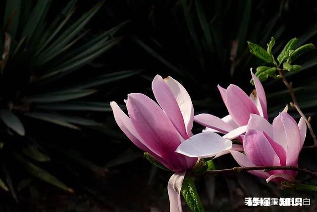 木兰花树怎样种植