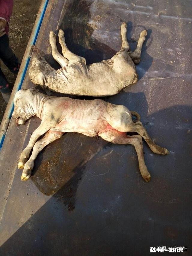 怀孕6个多月母牛流产是怎么回事