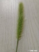 怀孕6个多月母牛流产是怎么回事